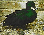le canard labrador