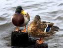 le canard colvert