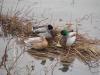groupe de colvert