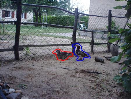 mes canards